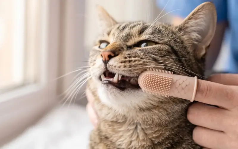 kedi diş bakımı